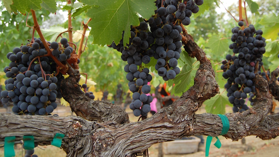 vineyards-4 Grapes on the bine